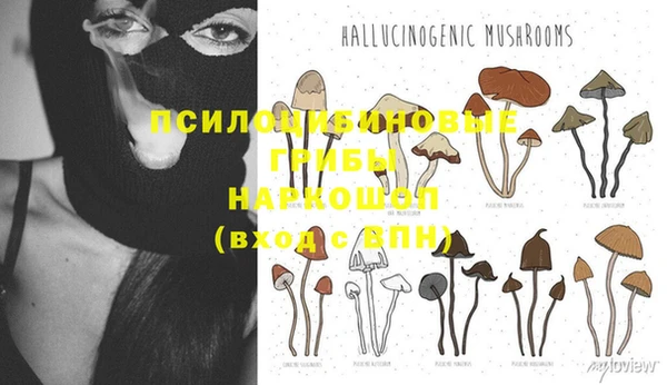 шишки Абаза